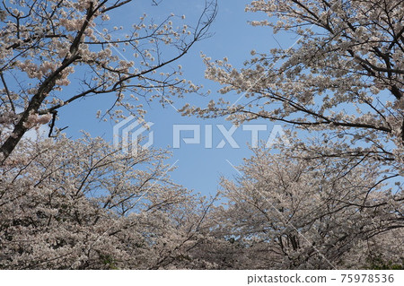 櫻花 櫻 賞櫻 75978536