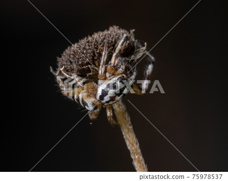 Small Jumping spider 75978537