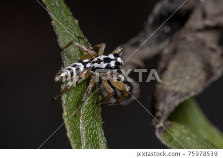 Small Jumping spider 75978539