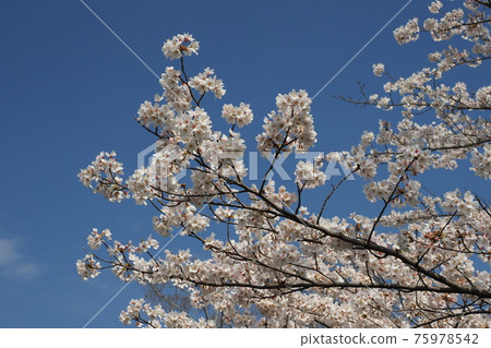 櫻花 櫻 賞櫻 75978542