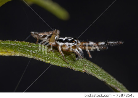Small Jumping spider 75978543