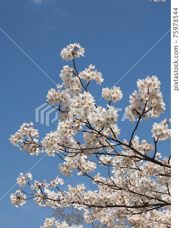 櫻花 櫻 賞櫻 75978544