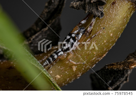 Small Jumping spider 75978545