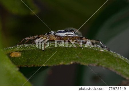 Small Jumping spider 75978549