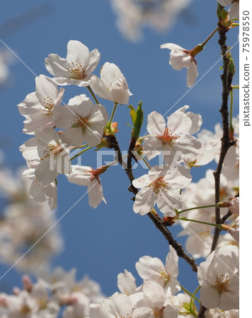 櫻花 櫻 賞櫻 75978550