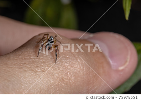 Small Jumping spider 75978551