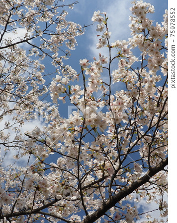 cherry blossom, images of spring, backgound 75978552