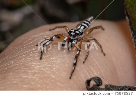 Small Jumping spider Small Jumping spider 75978557