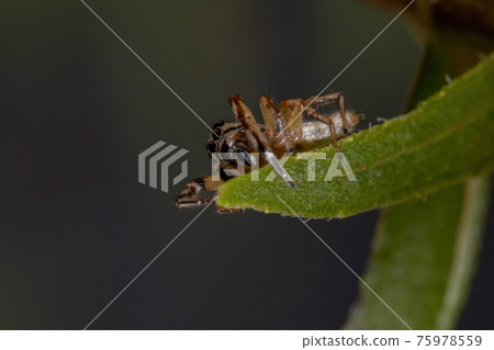 Small Jumping spider 75978559