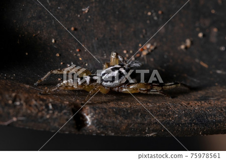 Small Jumping spider 75978561