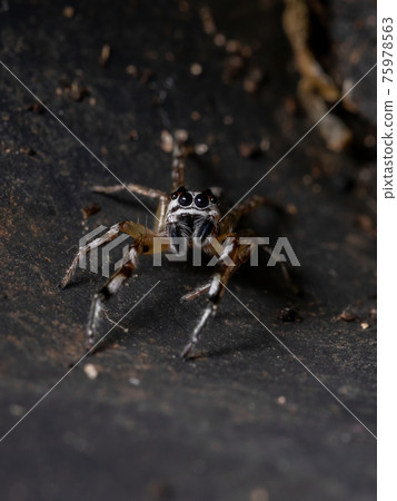 Small Jumping spider 75978563