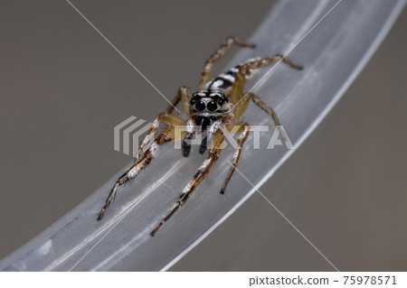 Small Jumping spider 75978571