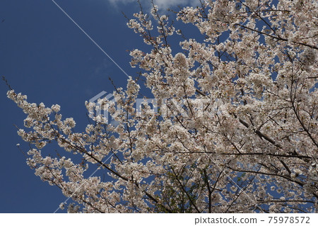 櫻花 櫻 賞櫻 75978572