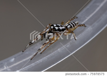Small Jumping spider 75978573
