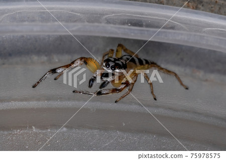 Small Jumping spider 75978575