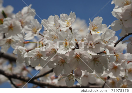 櫻花 櫻 賞櫻 75978576