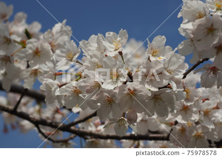 櫻花 櫻 賞櫻 75978578