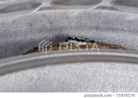 Small Jumping spider Small Jumping spider 75978579