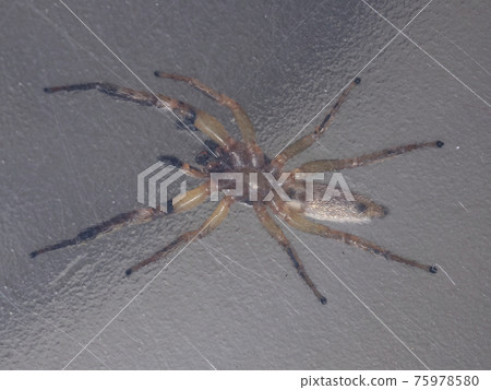 Small Jumping spider 75978580