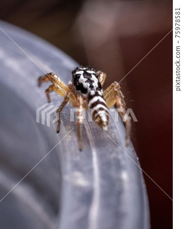 Small Jumping spider of the Genus Psecas 75978581