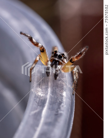 Small Jumping spider of the Genus Psecas 75978582