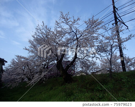 Satoyama Satoyama 75979023