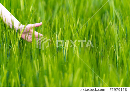 Moravian fields. Hand through the grains. Green cereals grow in the Czech Republic. Stroking hand ears of wheat. 75979158
