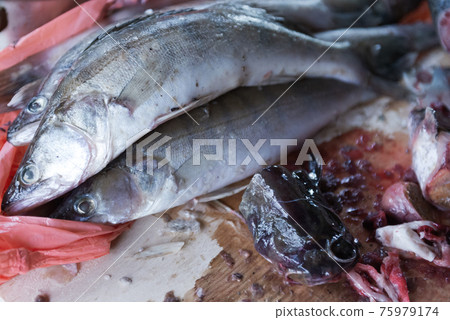 Fish on the cutting table. Herring prepared for cutting. 75979174