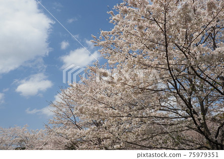 櫻花 櫻 賞櫻 75979351