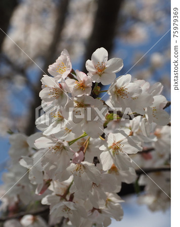 櫻花 櫻 賞櫻 75979369