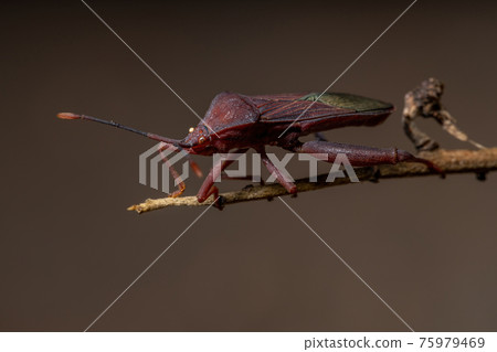 Adult Leaf-footed Bug Adult Leaf-footed Bug 75979469