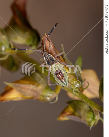 Leaf-footed Bug Nymph 75979473
