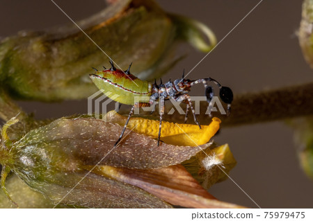 Leaf-footed Bug Nymph 75979475