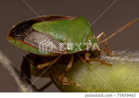 Adult Stink Bug Adult Stink Bug 75979483