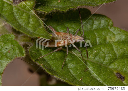 Pentatomomorph Bug nymph Pentatomomorph Bug nymph 75979485