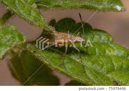 Pentatomomorph Bug nymph 75979486