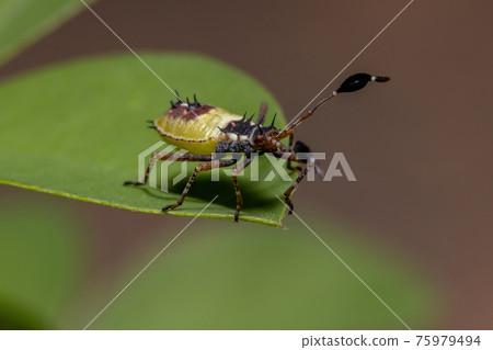 Leaf-footed Bug Nymph 75979494