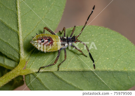 Leaf-footed Bug Nymph Leaf-footed Bug Nymph 75979500
