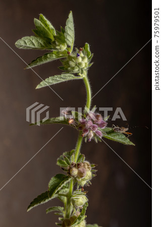 Flowering Plant in macro view 75979501
