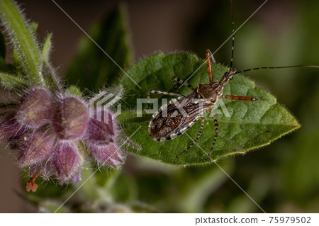 Adult Assassin Bug Adult Assassin Bug 75979502