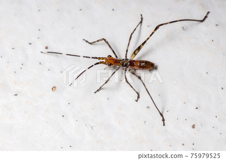 Leaf Katydid Nymph 75979525