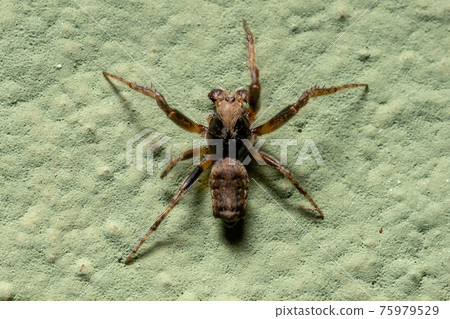 Small Typical Orbweaver 75979529