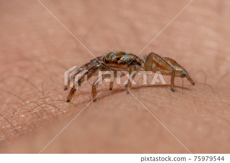 Small Jumping spider Small Jumping spider 75979544