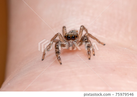 Small Jumping spider 75979546