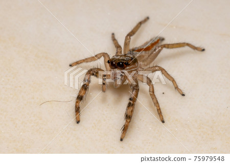 Small Jumping spider 75979548