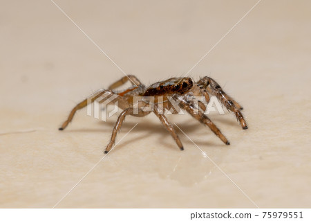 Small Jumping spider 75979551