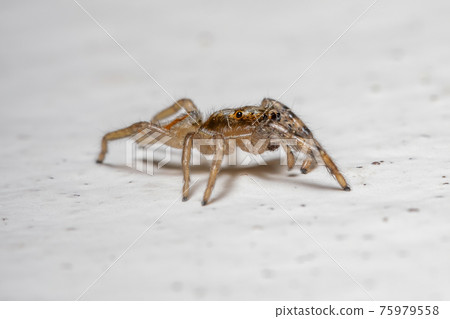 Small Jumping spider 75979558