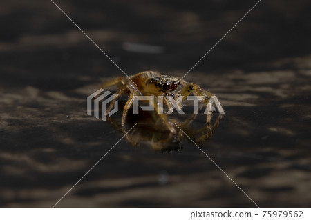 Small Jumping spider 75979562