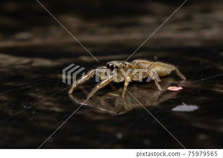 Small Jumping spider Small Jumping spider 75979565