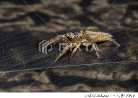 Small Jumping spider 75979569
